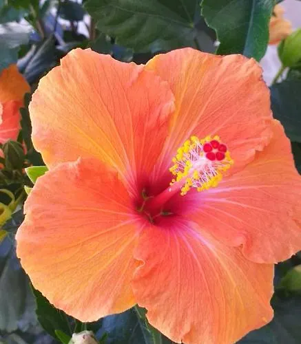 Casa Uldina * Бомбаррал